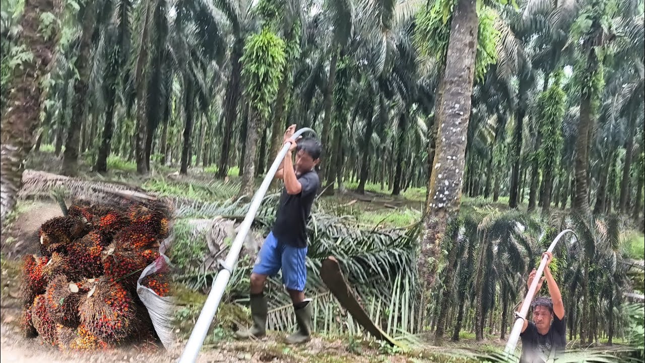 PELEPAH SAWIT GANTUNGAN BAJU.BUWAT SUSAH MANEN