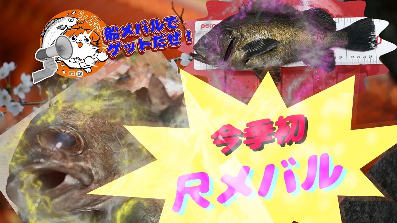 尺メバル今季初GET！瀬戸内＃メバルサビキ＃船釣り＃サビキ釣り＃遊漁船＃岡山釣り