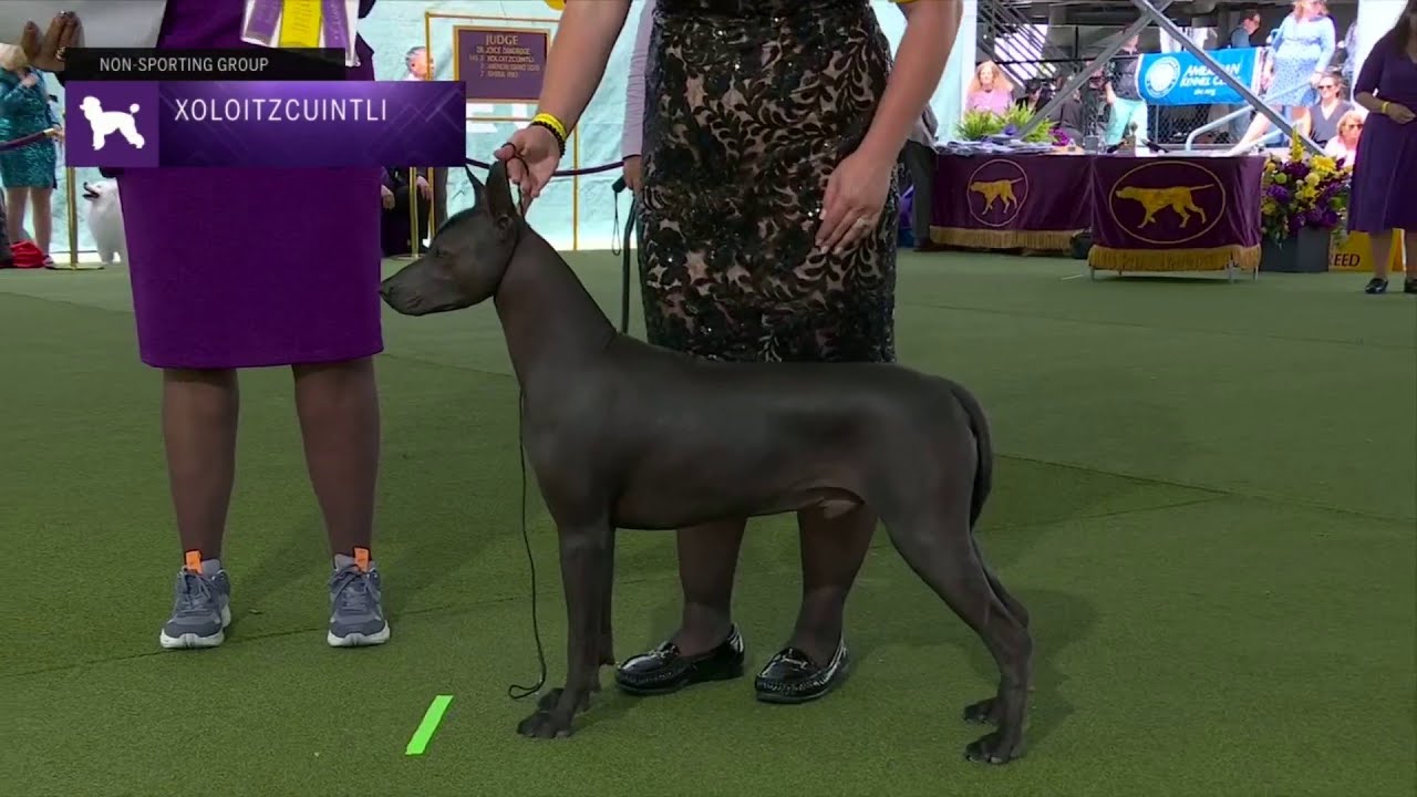 Xoloitzcuintli | Breed Judging 2023