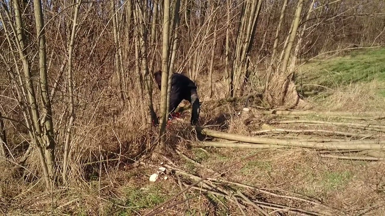 Egy kis erdőzés és favágás