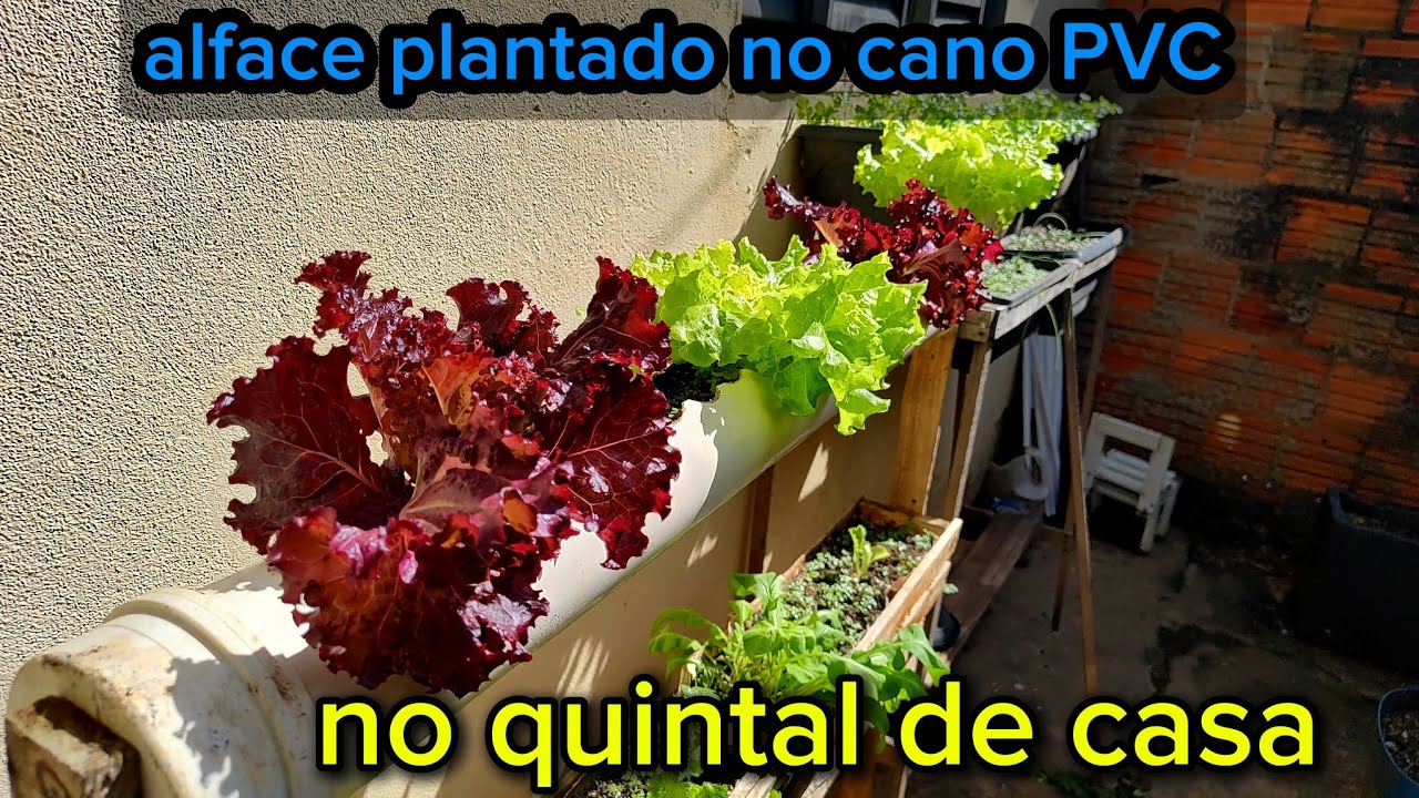 Alface plantado no cano PVC no quintal de casa