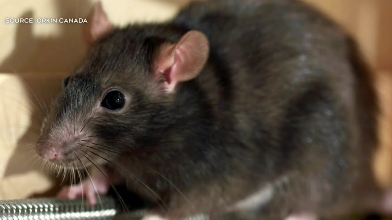 Toronto councillors pushing for pest control amid rat problem