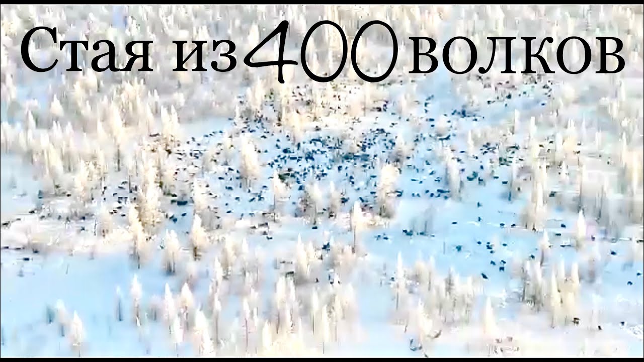 400 Wolves in one pack (Yakutia)