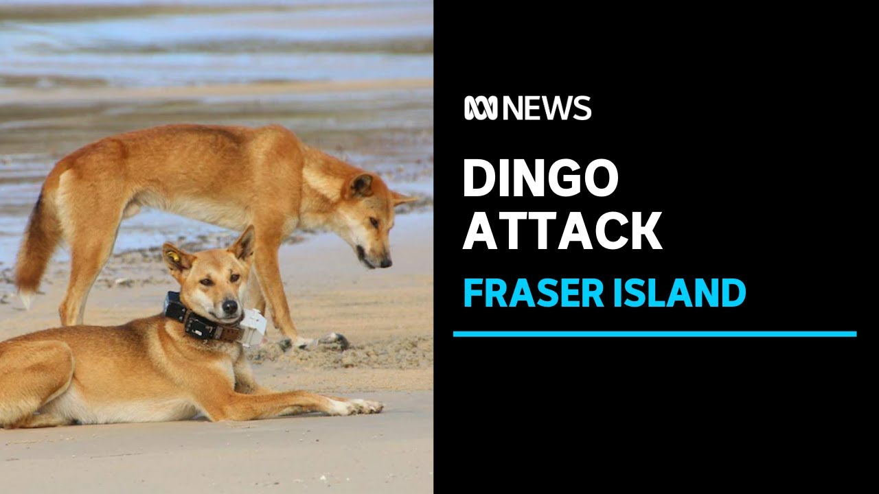 Toddler bitten by dingo on Queensland's Fraser Island | ABC News