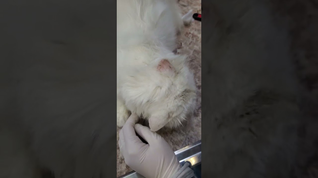 Голубоглазый Блондин Эден #cat 