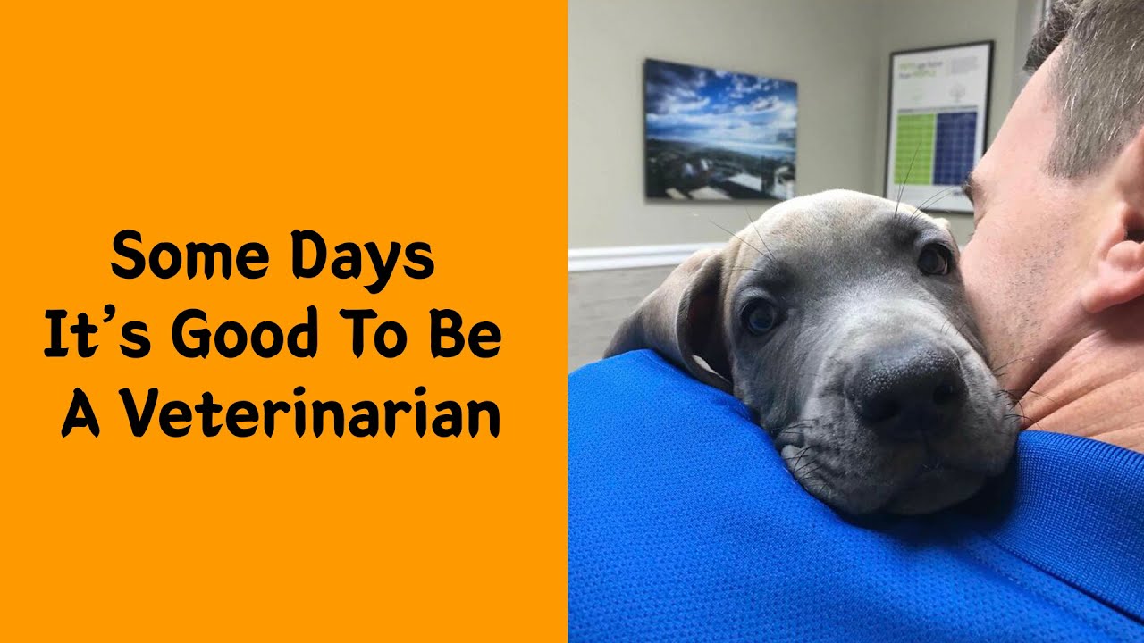 50 Pets At The Vet Who Made The Job Way More Adorable Than Expected