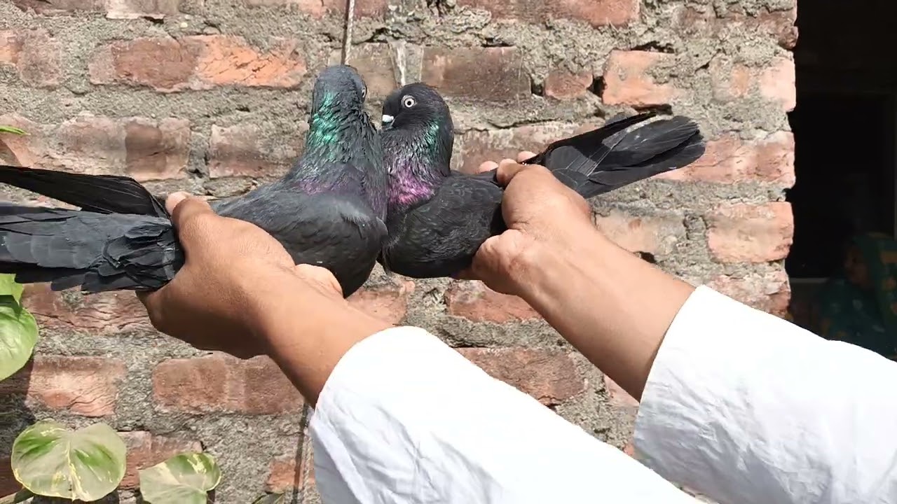 Show ♥️#pigeon 