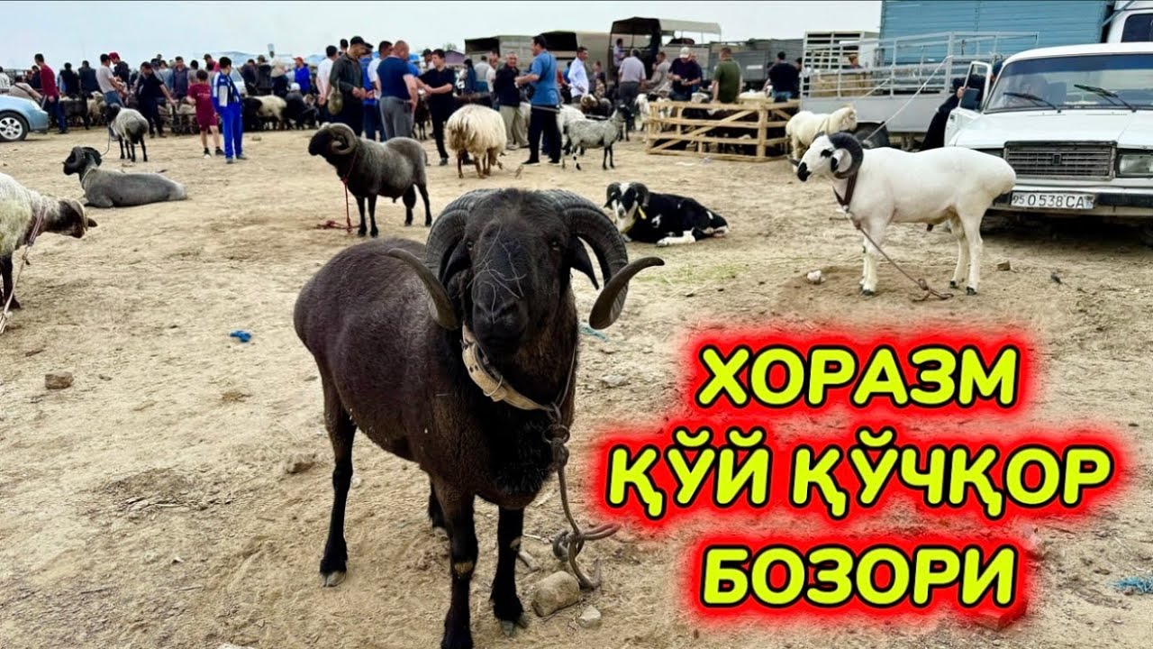 ХОРАЗМ ҚЎЙ ҚЎЧҚОР БОЗОРИ НАРХЛАРИ 7-мая 2025 г.