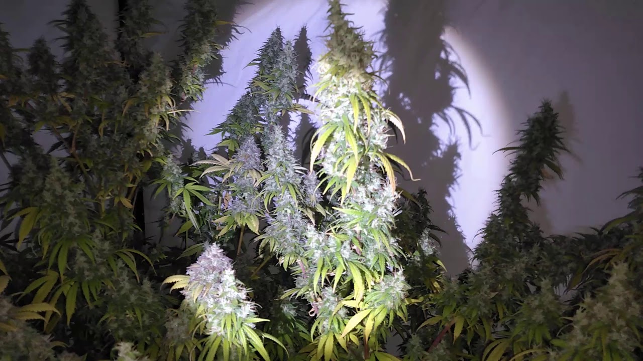 48HR/DARKNESS B4     HARVESTING