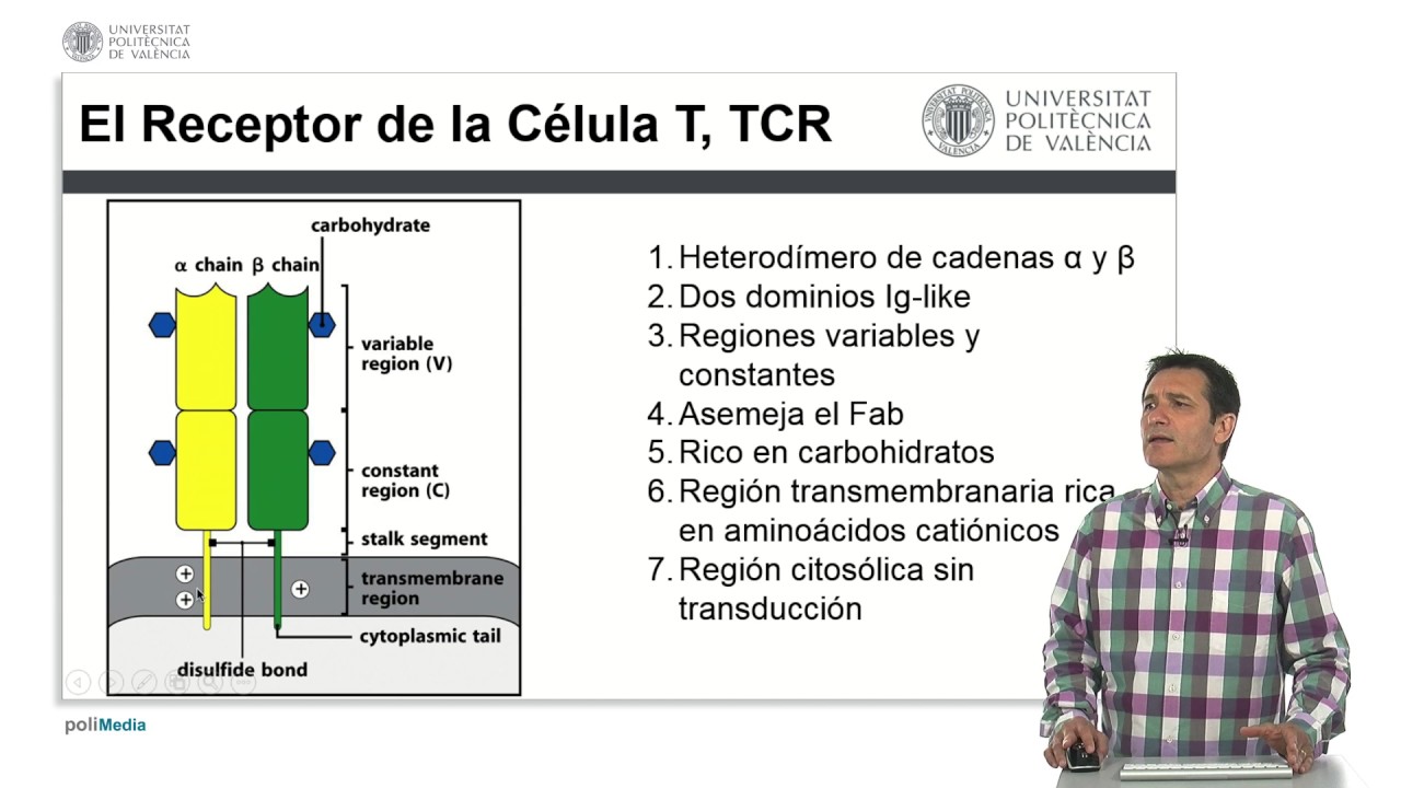 El receptor de la célula T y tipos de Linfocitos | 18/25 | UPV