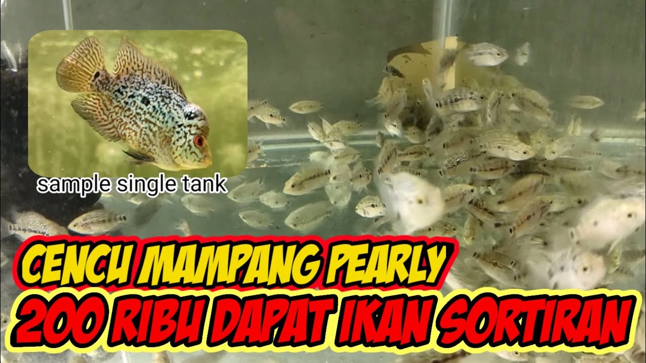 BURAYAK LOUHAN MAMPANG PEARLY MULAI DARI 200 RIBU