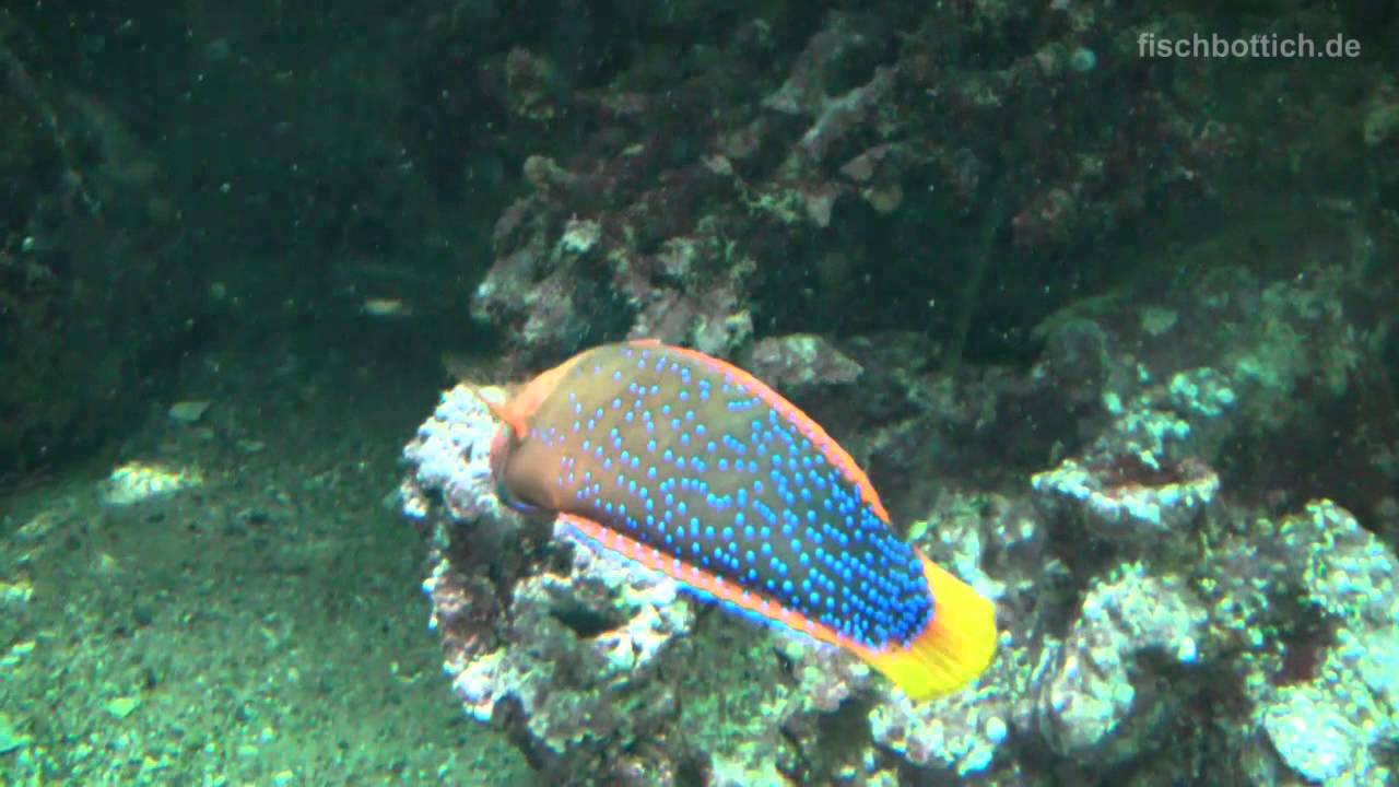 [HD] Indo-Pacific Reef Tank / Indopazifisches Riff @ Zoo Wuppertal [18/19]