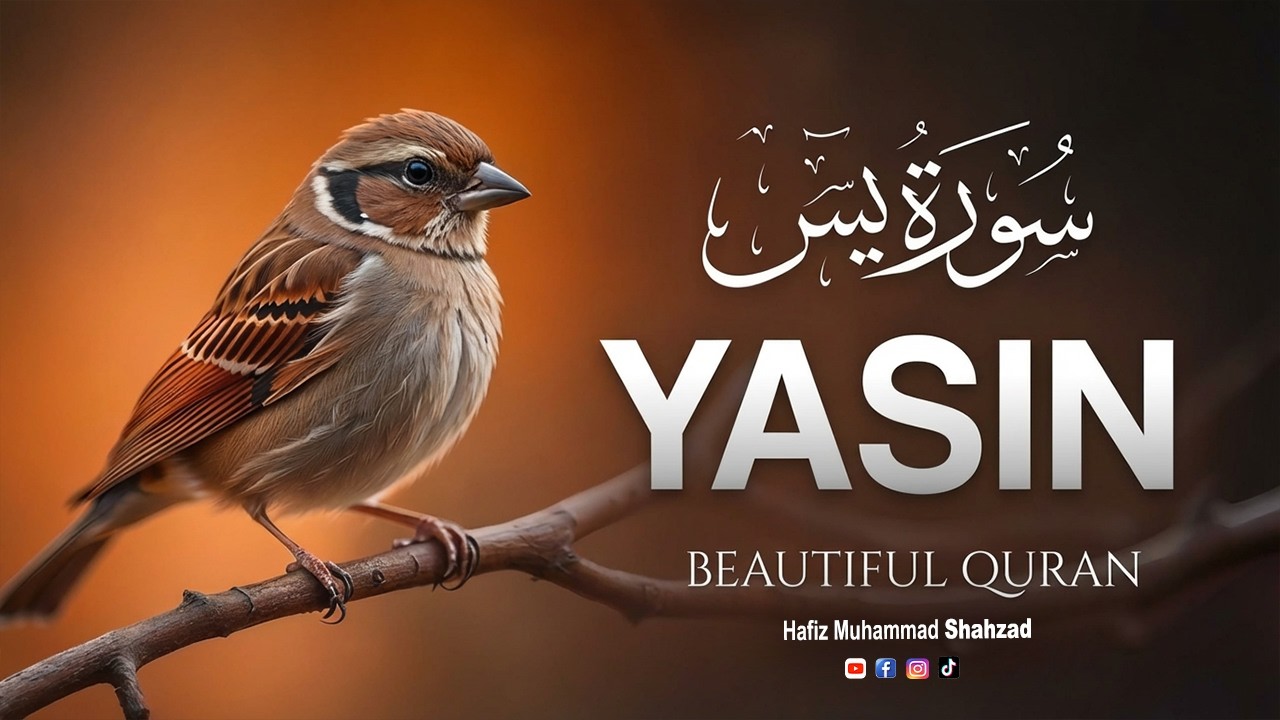 Surah Yaseen Soothing Quran Recitation with Urdu Translation | سورة یٰس | by Hafiz Muhammad Shahzad