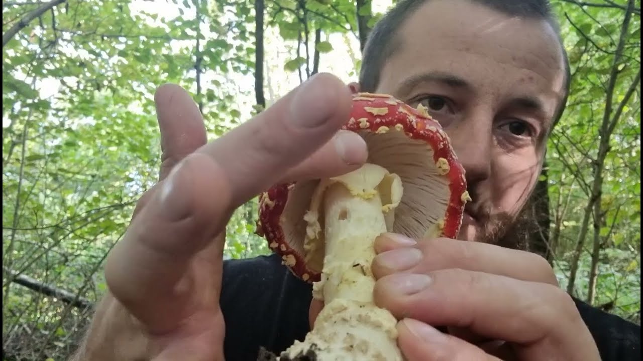 Autumnal mushroom foraging in the UK!