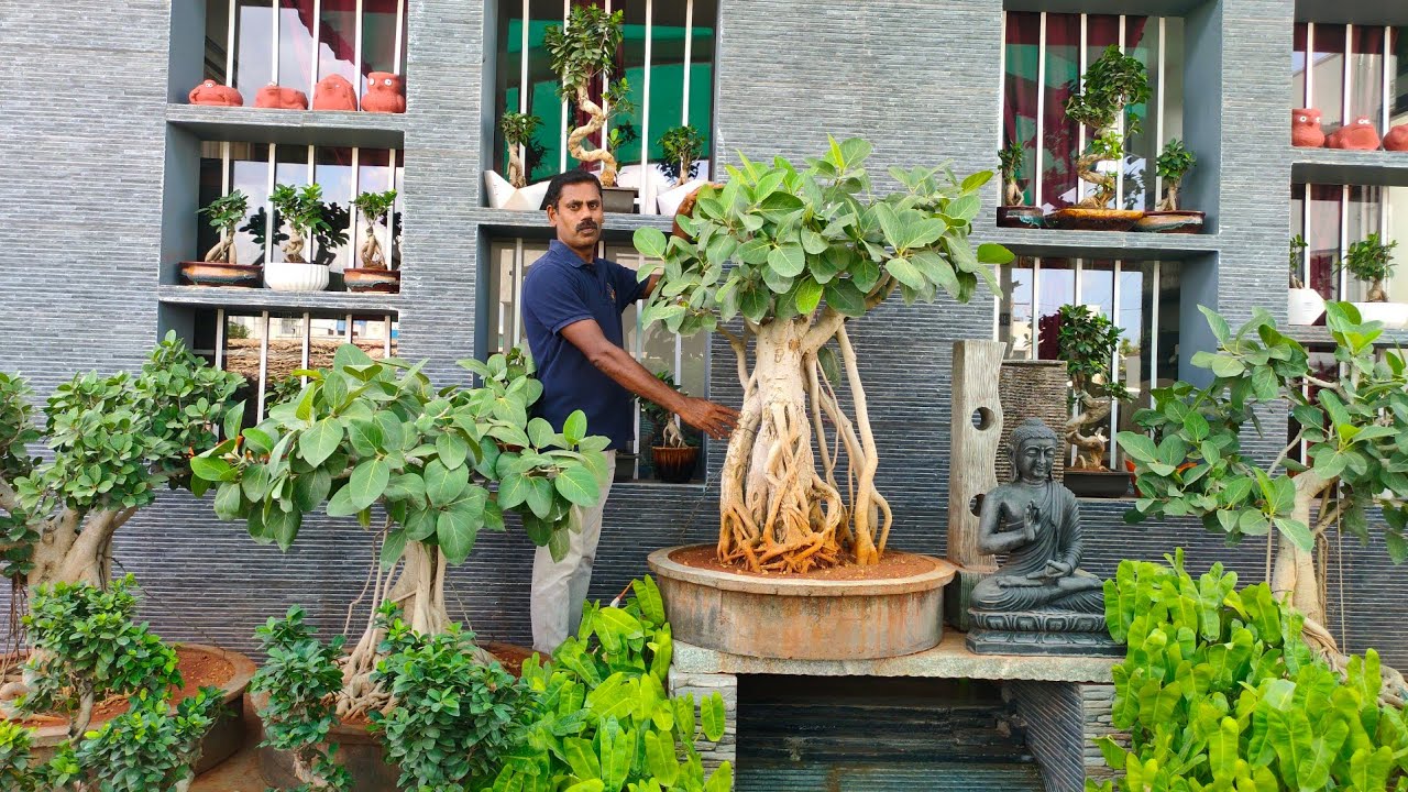 Bonsai Tree Growing|போன்சாய் மரம் வளர்ப்பு|மலிவு விலையில் போன்சாய் மரம்|Best Bonsai for beginners