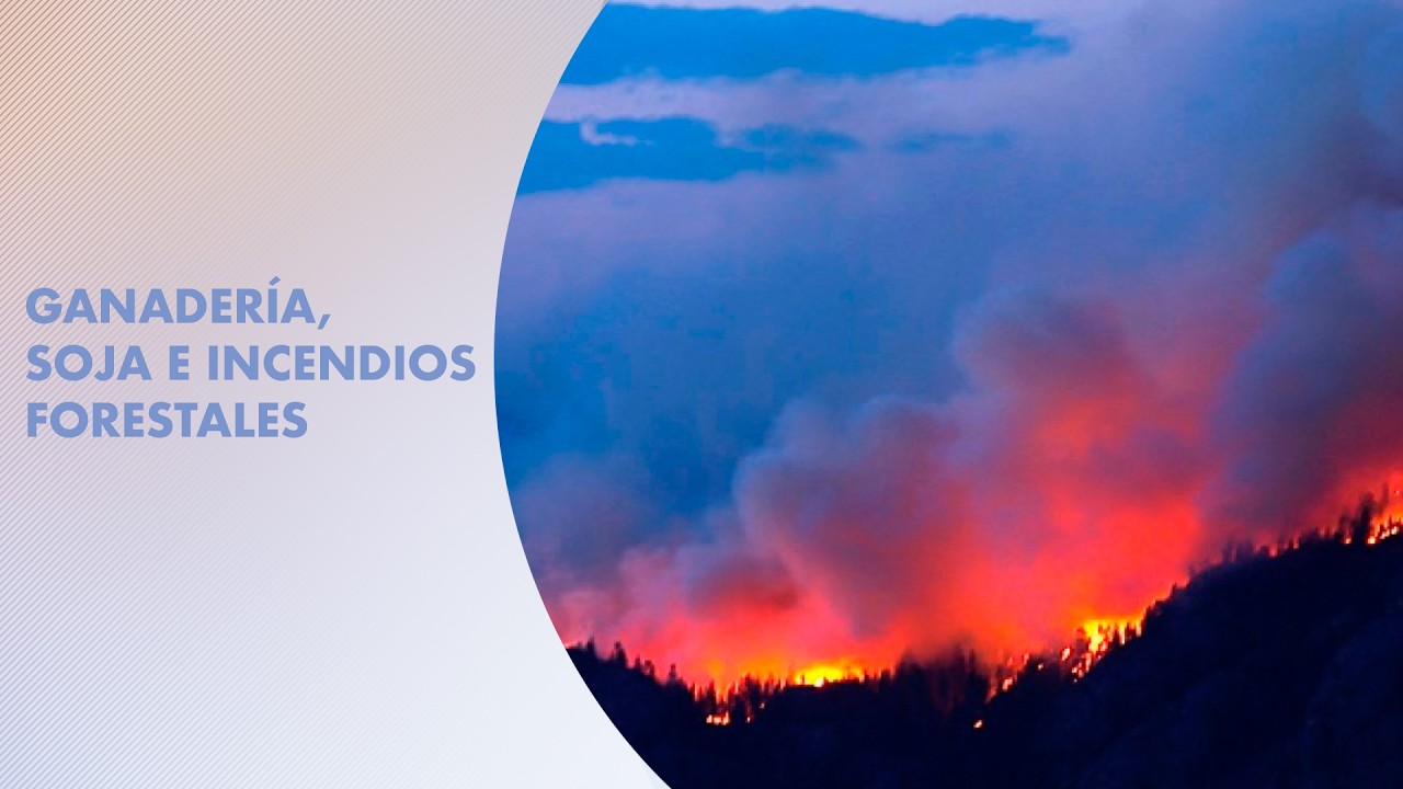 Aumenta la pérdida de bosques en Argentina