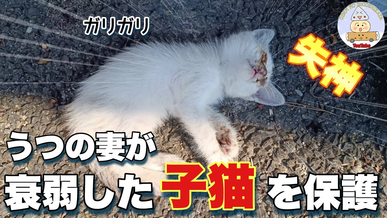 【保護猫#1】うつ病の妻と保護猫の出会い…直後に気を失った子猫を救えるのか！？#保護猫 #子猫 #里親 #cat #仔猫