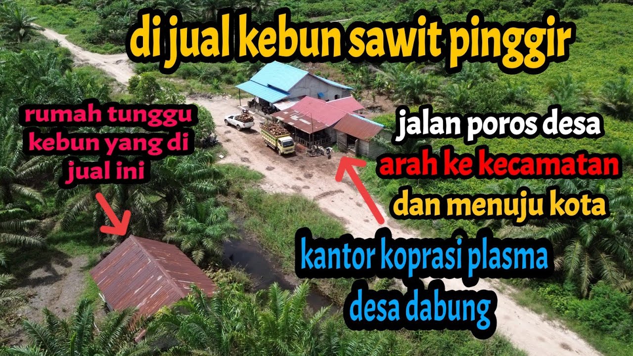 Jual kebun sawit sehamparan 11 hektar 