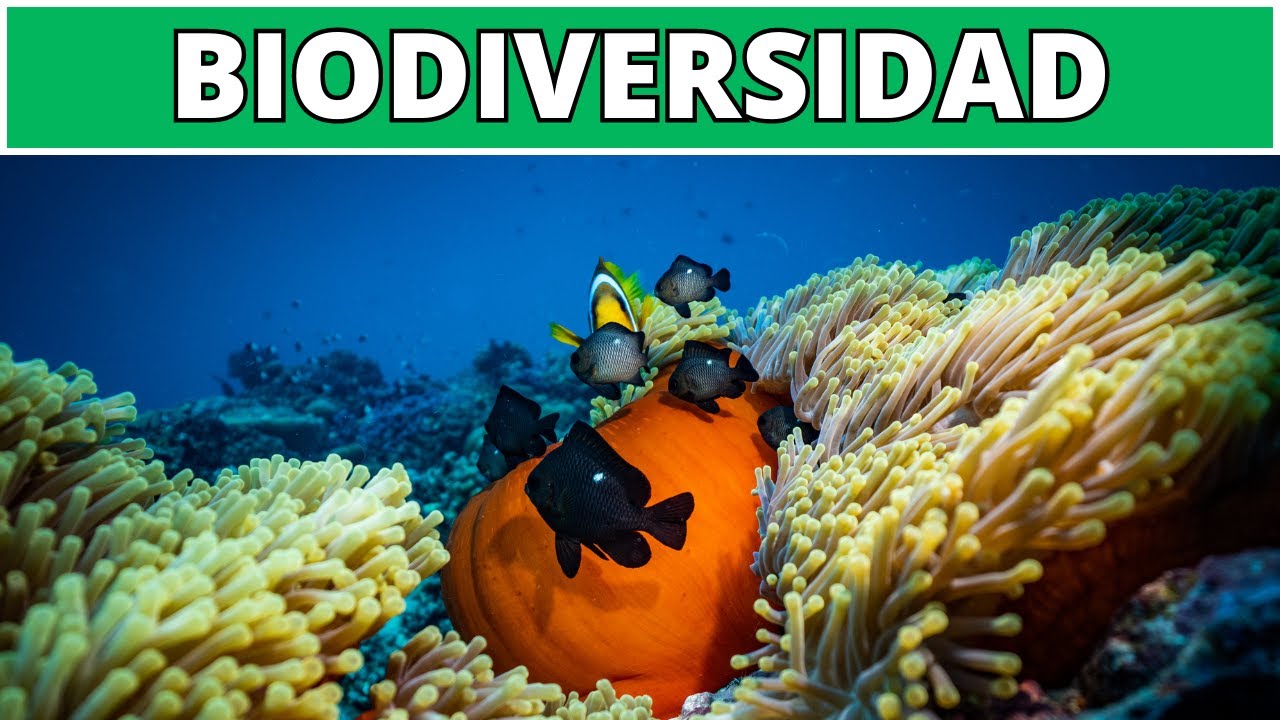 💚 Que es BIODIVERSIDAD  | cuales son sus NIVELES y su IMPORTANCIA