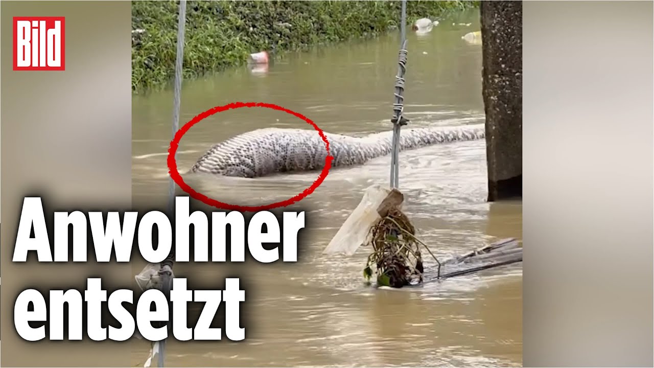 THAILAND: Hier schwimmt ein 6-Meter-Monster