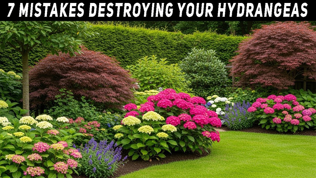 STOP Planting Hydrangeas Wrong! 7 Costly Mistakes You Must Avoid for Beautiful Blooms