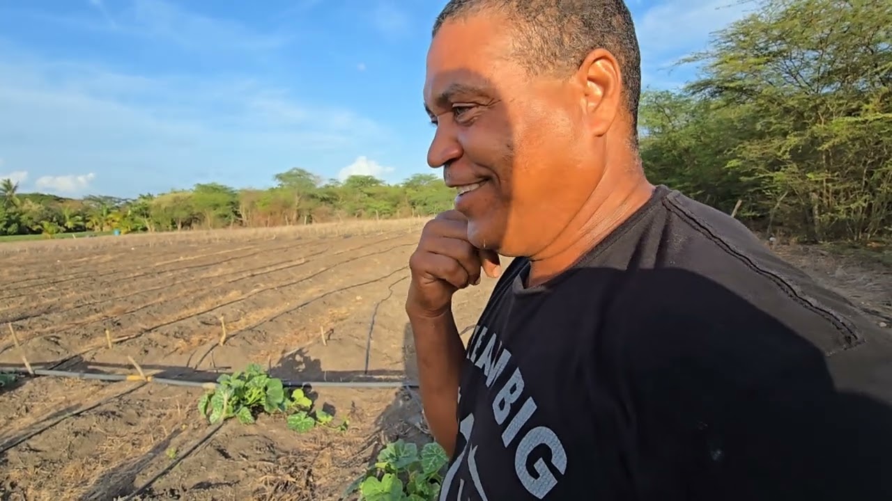 Update on the sweet potato farm