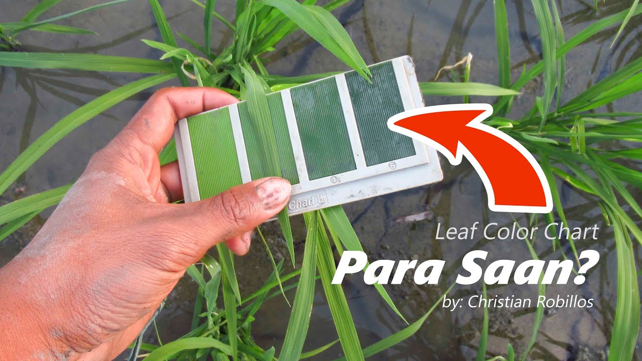 Leaf Color Chart (LCC) | Para Saan?