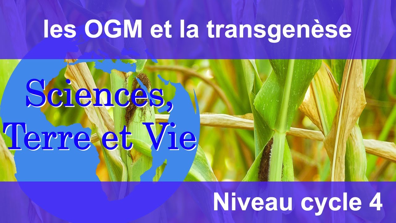 les OGM et la transgenèse