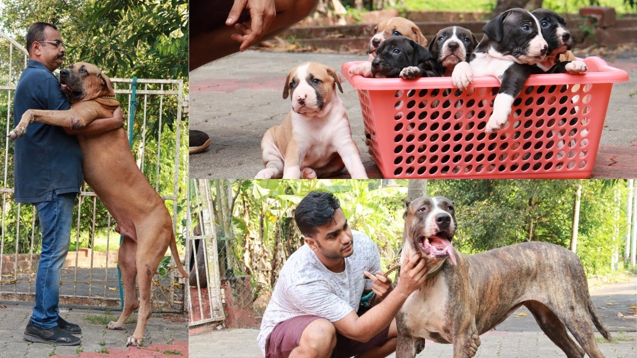 Original Pakistani Bullykutta Dogs |Indian Mastiff|Pak bully|Thor Mastiffs|Bullikutta Puppy