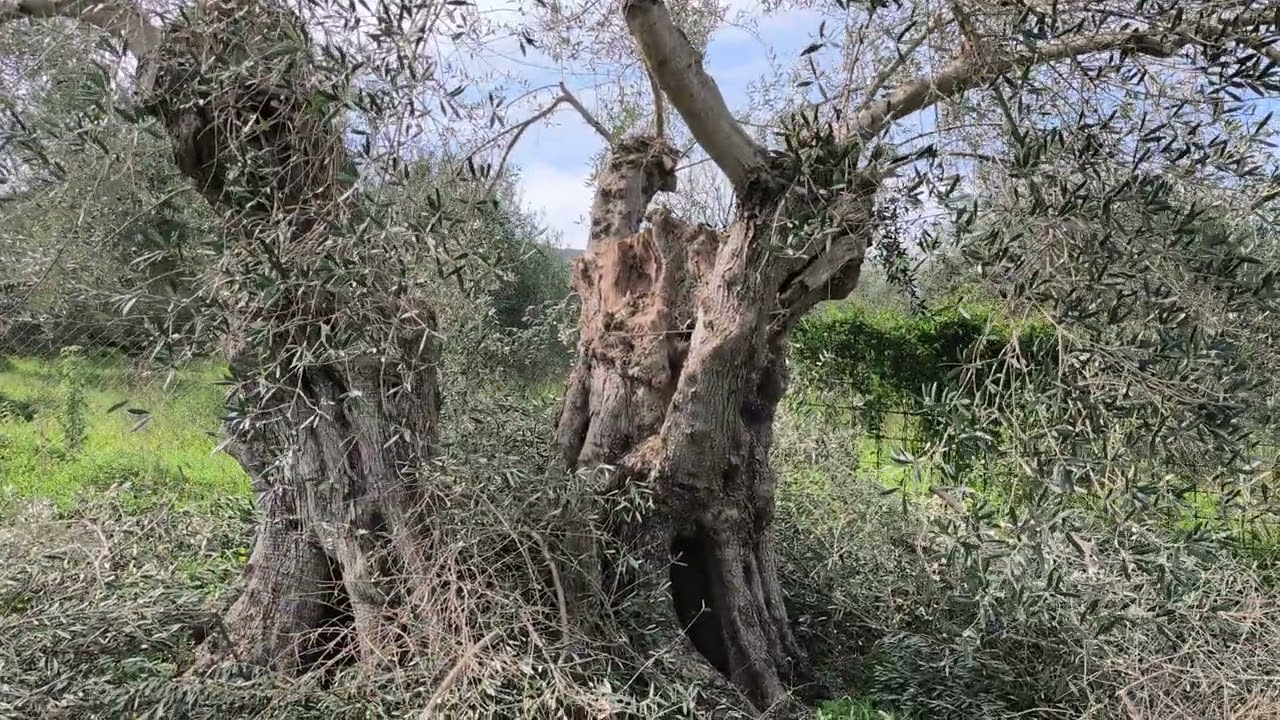 The old olive tree 