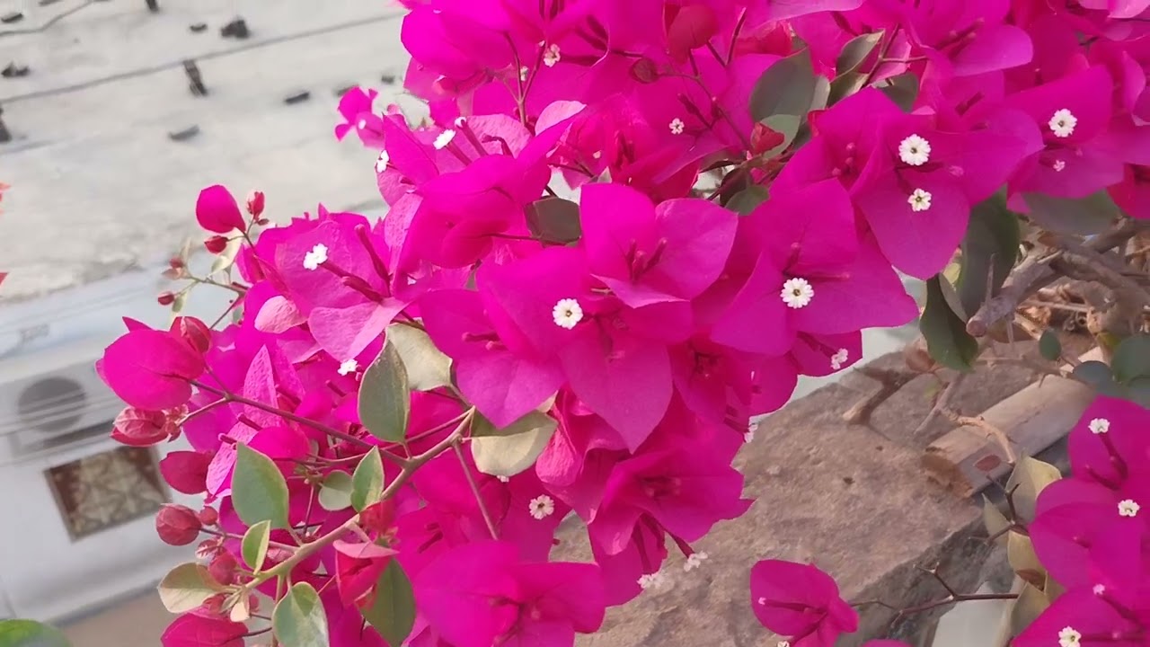 Onek ful #nature #garden 