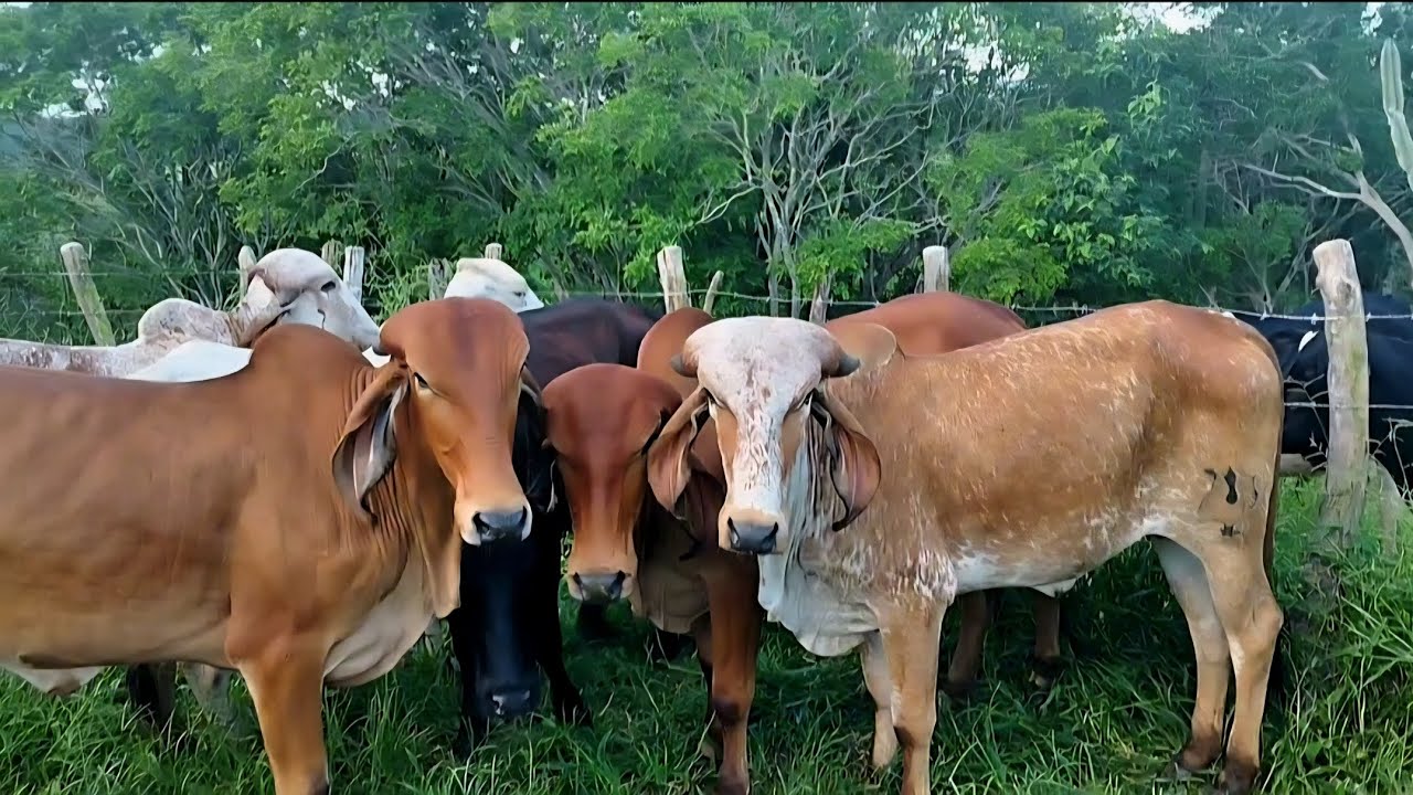 NOVILHAS GIR LEITEIRO P.O. GENÉTICA JAGUAR A VENDA