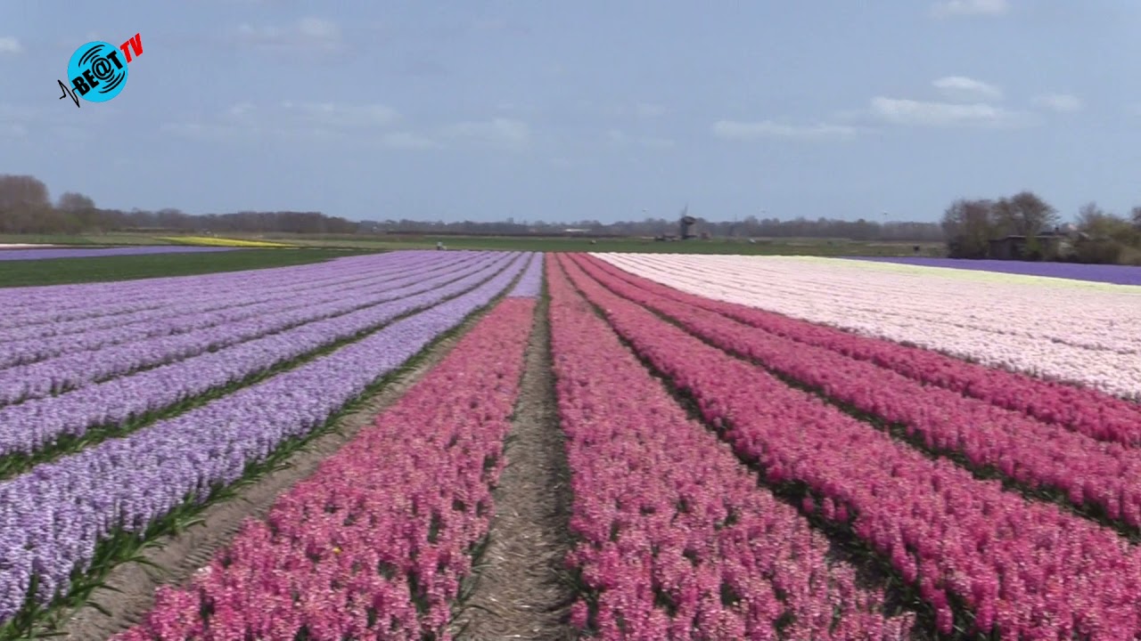 Bloembollenvelden in en rond Heiloo in bloei (26 april 2021)