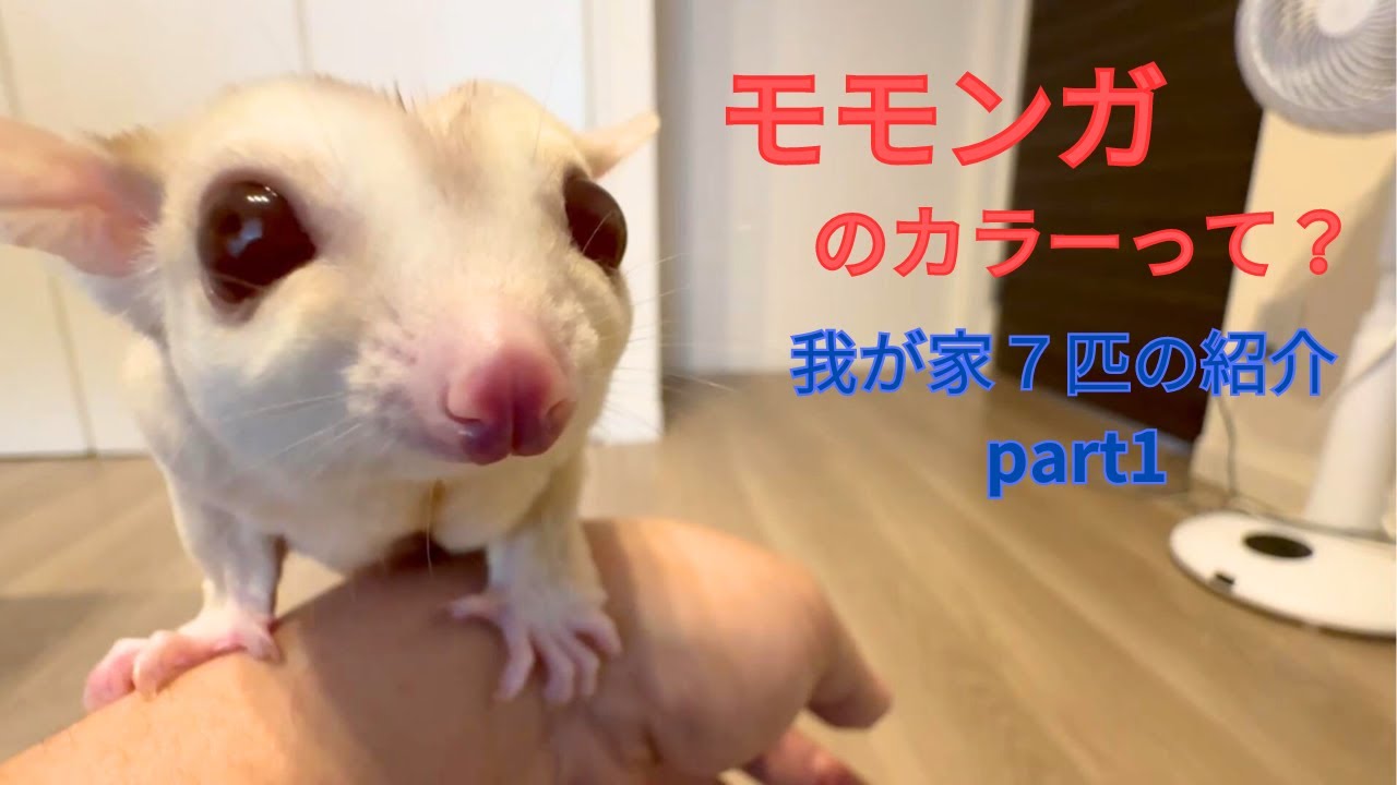 【フクロモモンガ】モモンガのカラー、我が家７匹紹介-part1-