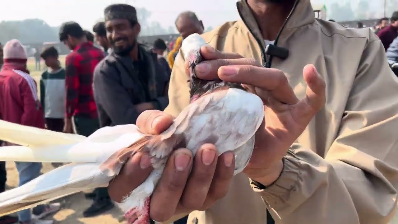 Kiratpur # bajar # main dekhiae # ak se ak kabutar # 🕊️🕊️ saste aur # acche