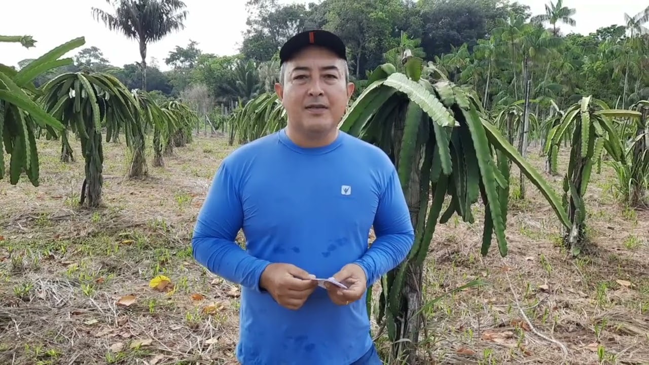 QUAIS AS VARIEDADES DE PITAYA + PRODUTIVA ?