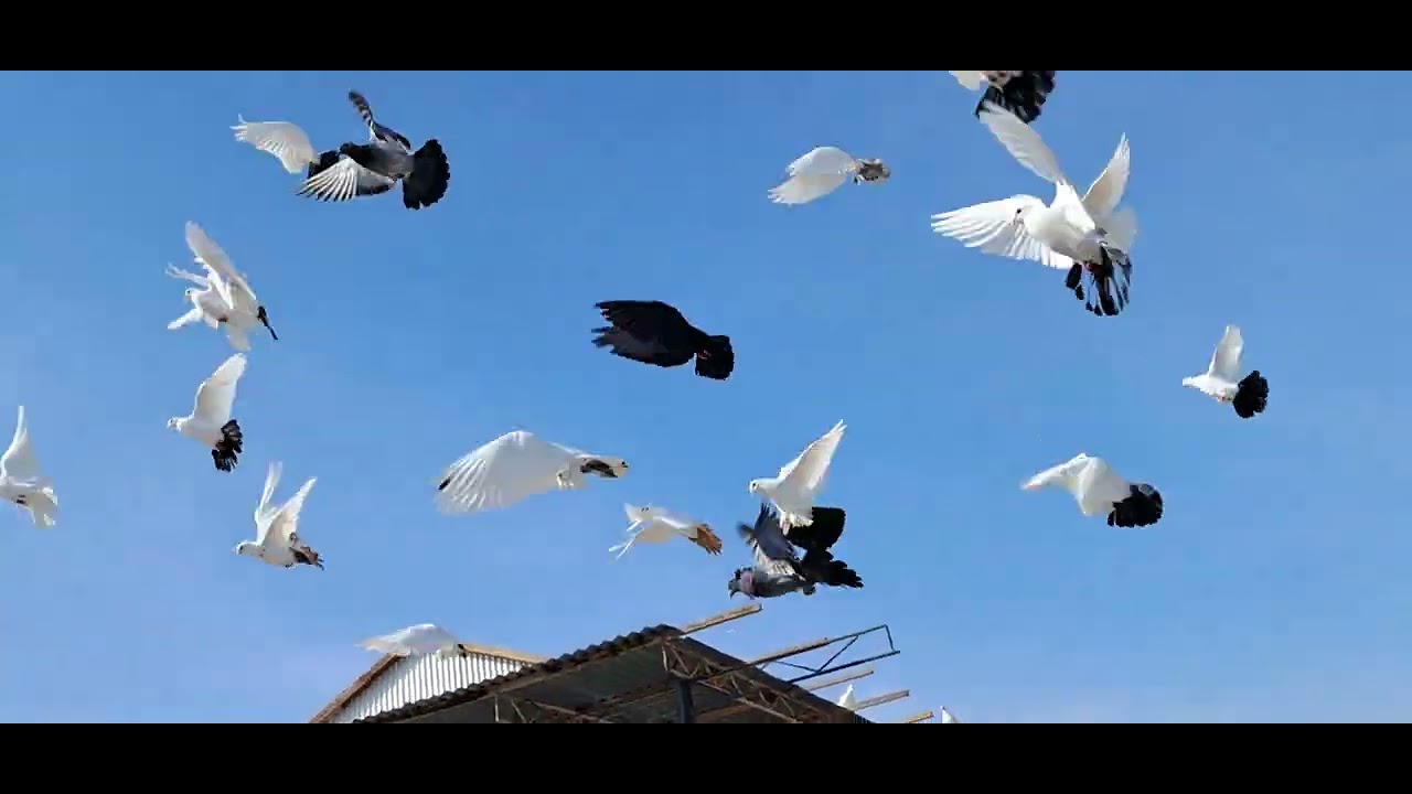07.02.2026. Туркменистан.г.Туркменабат.Чарджовский голуби.🕊🕊🕊🕊🕊..