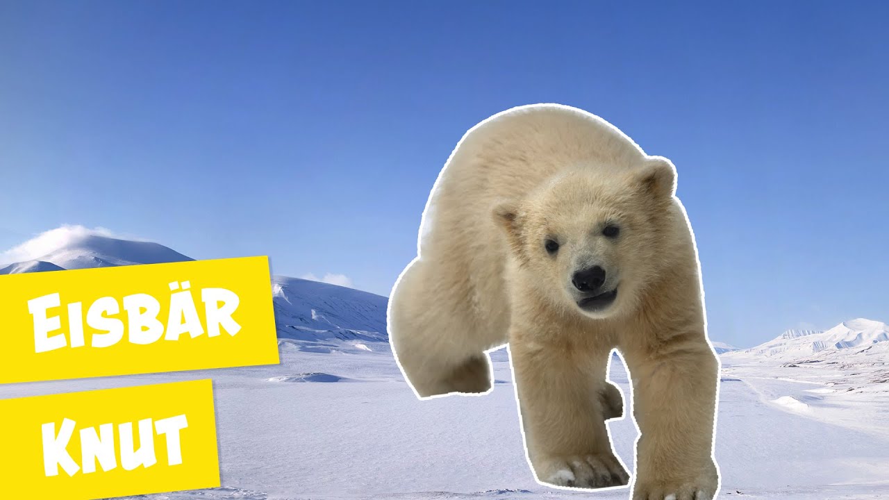 Süße Momente mit Eisbär Knut I Panda, Gorilla & Co.