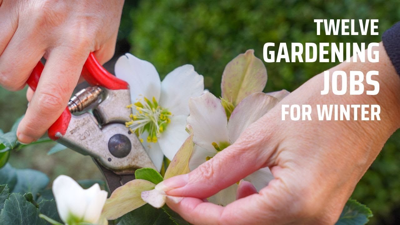 Twelve gardening jobs in winter you can do right now. Pruning, sowing, building, prepare for spring