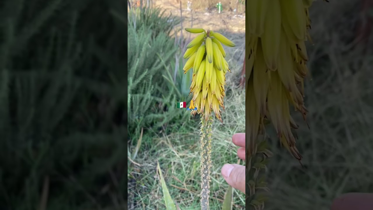 🇲🇽🥰CUANDO LE&Iacute; QUE LA FLOR DE S&Aacute;BILA AYUDA A NUESTRO ORGANISMO APROVECHE A SECAR Y CONSUMIR FRESCA
