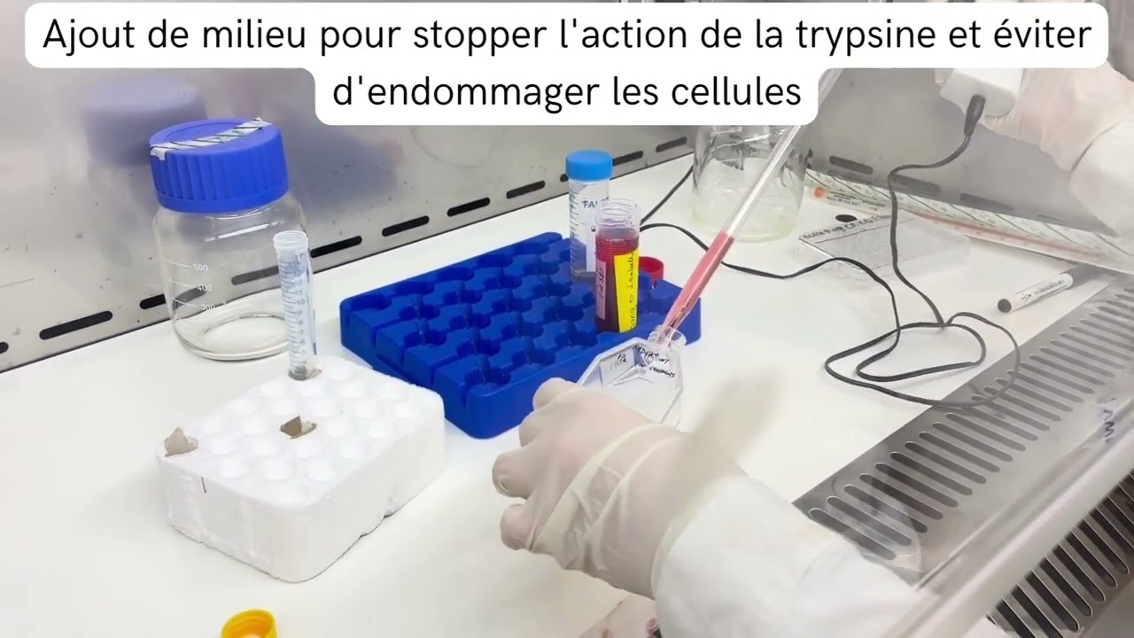 Encapsuler de la catéchine dans un liposome et effets cellulaires