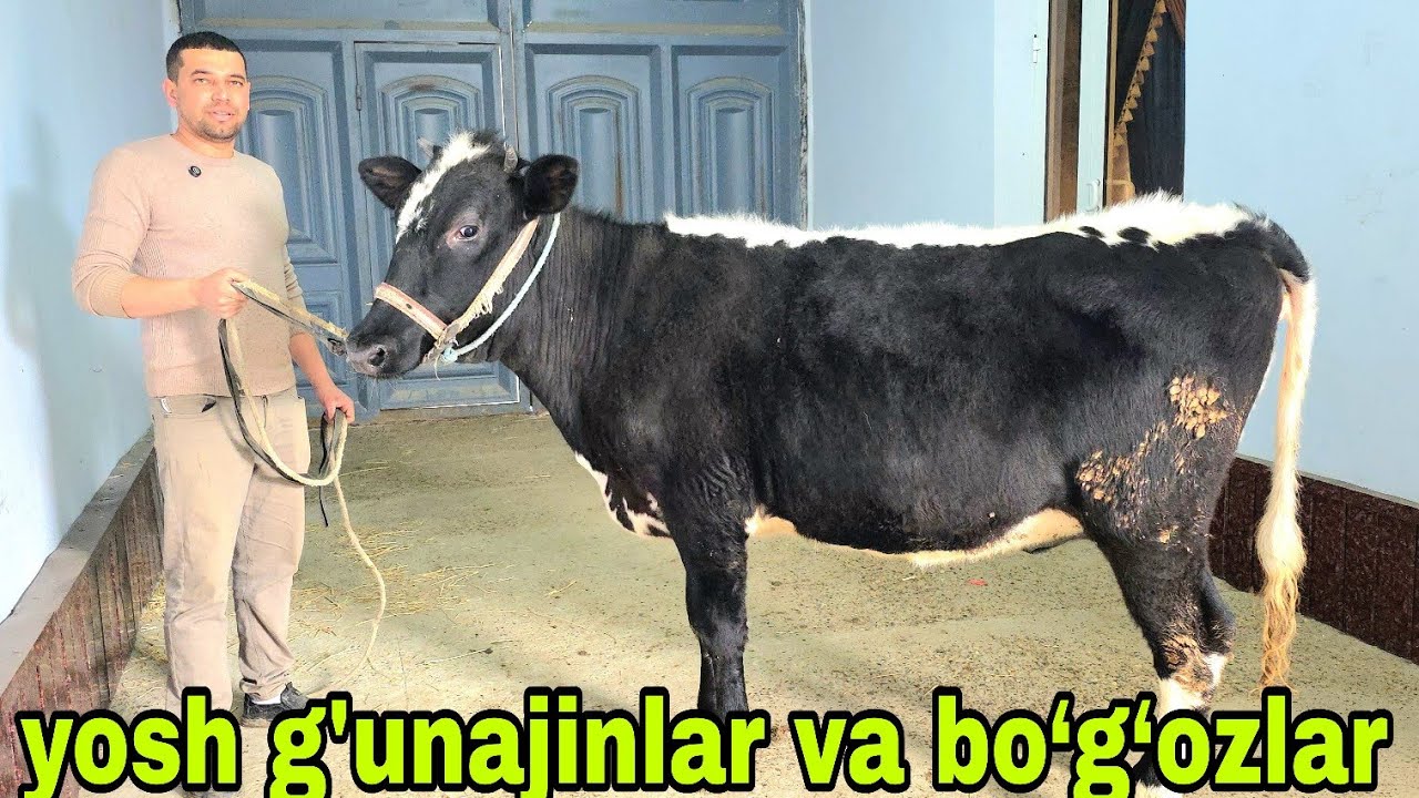 Azamat ukamizdan yangi partiya bo‘g‘oz va yosh g'unajinlar hamyonbop narxlarda 7-mart, 2026