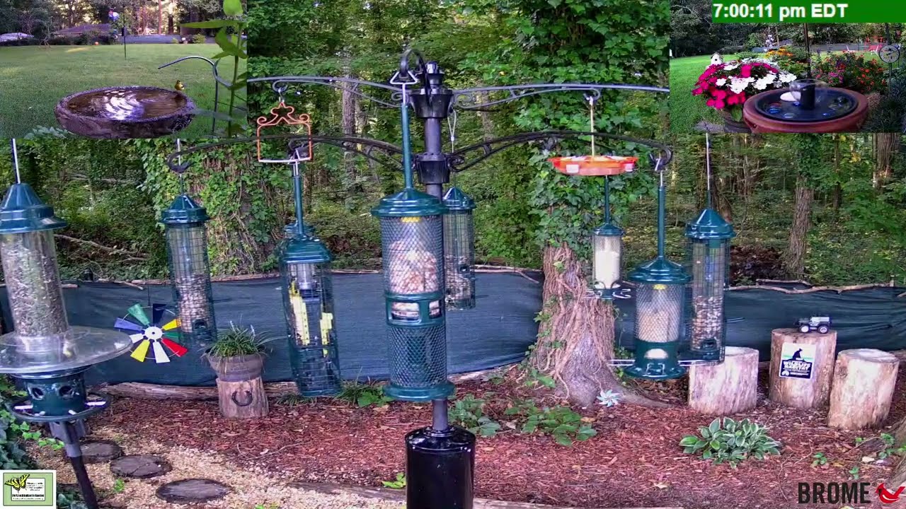 Live  - N Georgia Bird 🐦Feeder & Garden Wildlife Window to Nature | 50 Species Identified