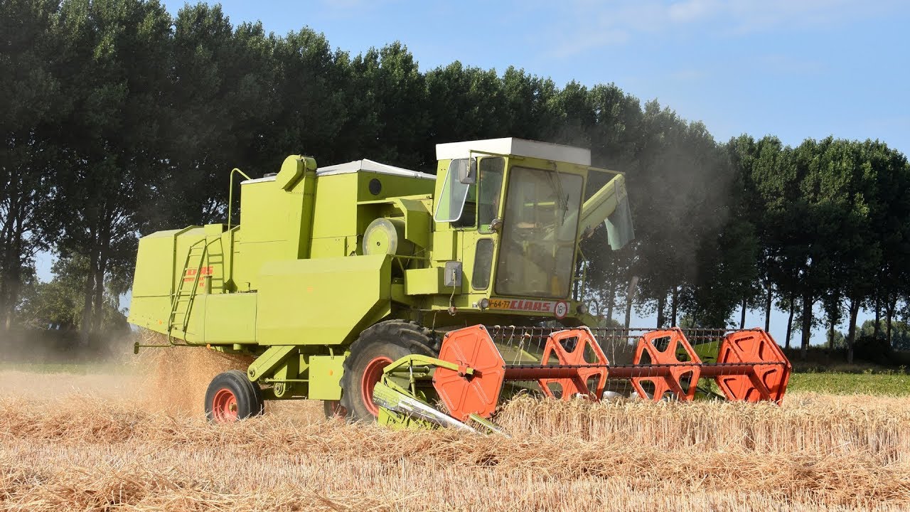Claas Dominator 105 - tarwe dorsen
