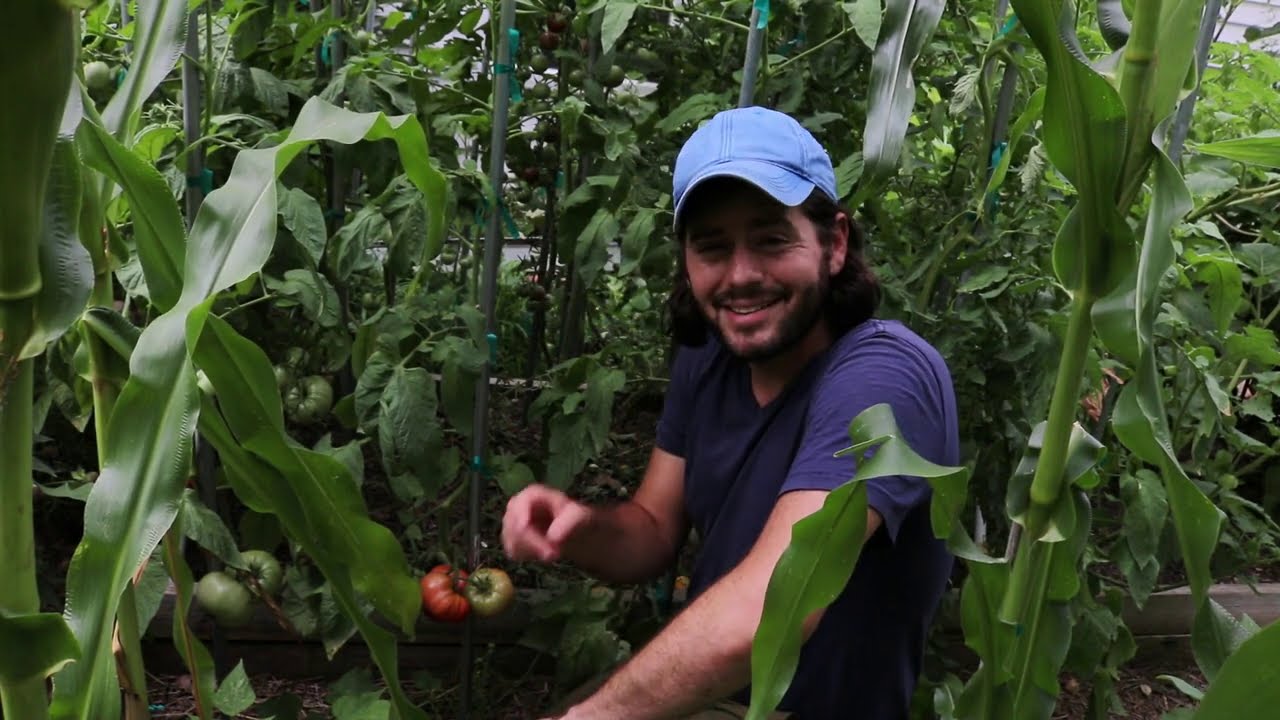 Pink Brandywine - My Biggest Tomato Recommendation