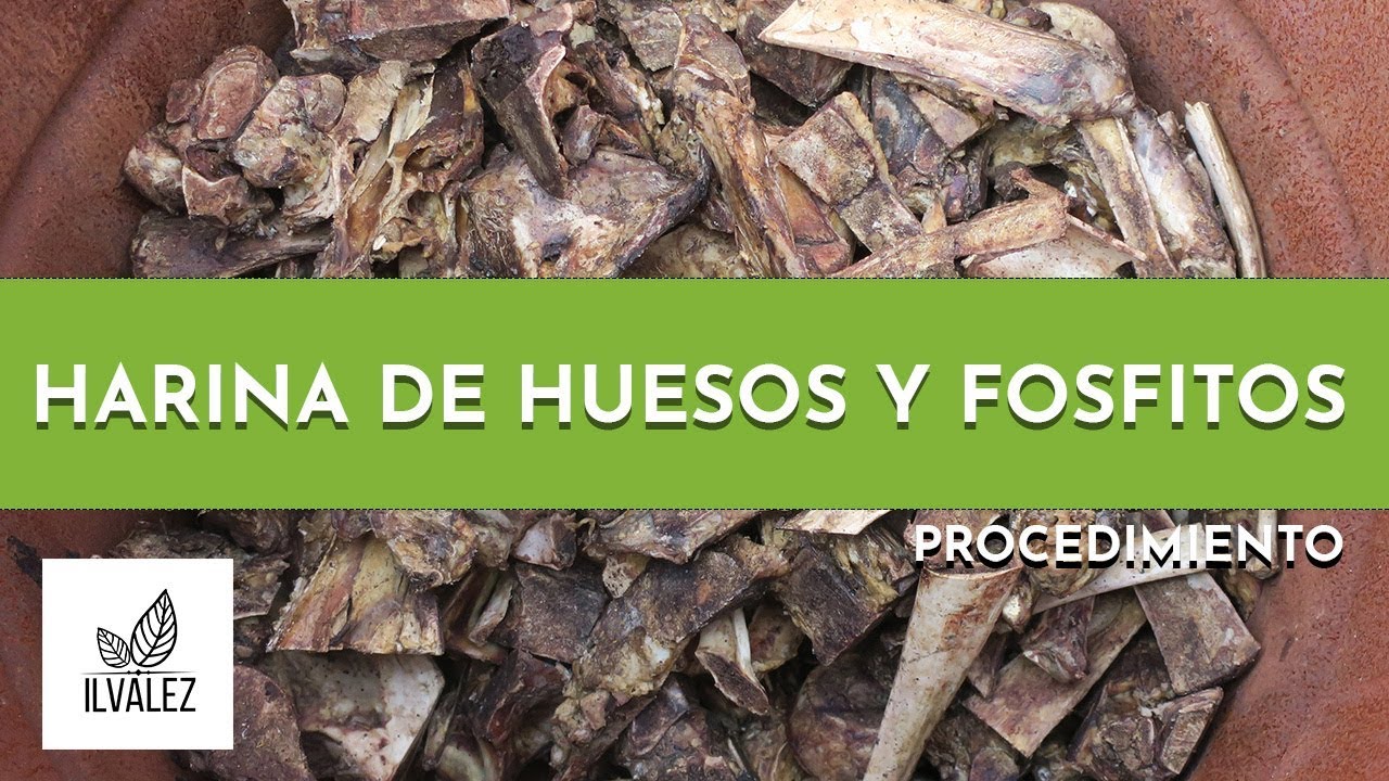 Como hacer harina de huesos y fosfitos
