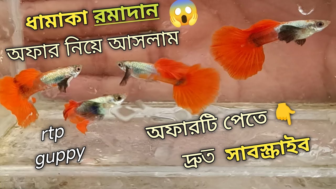গাপ্পি মাছের অফার নিয়ে আসলাম , রেড টেল প্লাটিনাম এলিফেন্ট ইয়ার গাপ্পি।