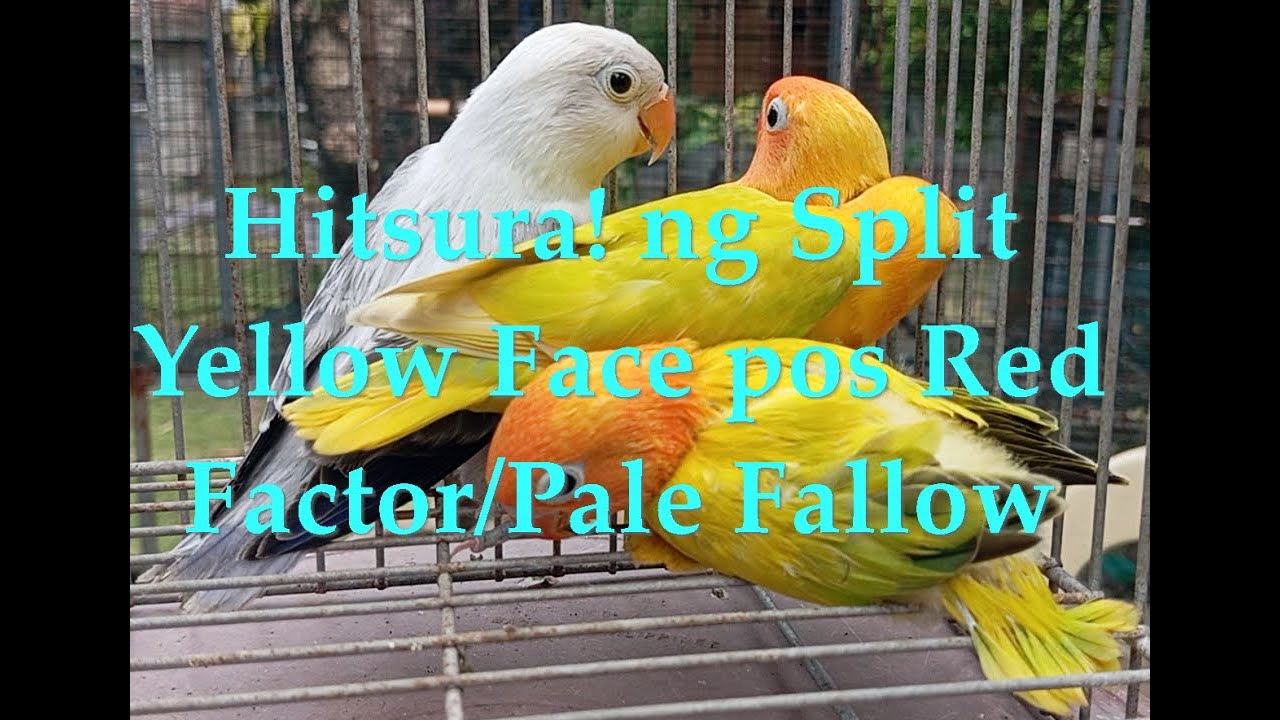 Masdan Natin mga Inakay ng Split Yellow Face Possible Red Factor