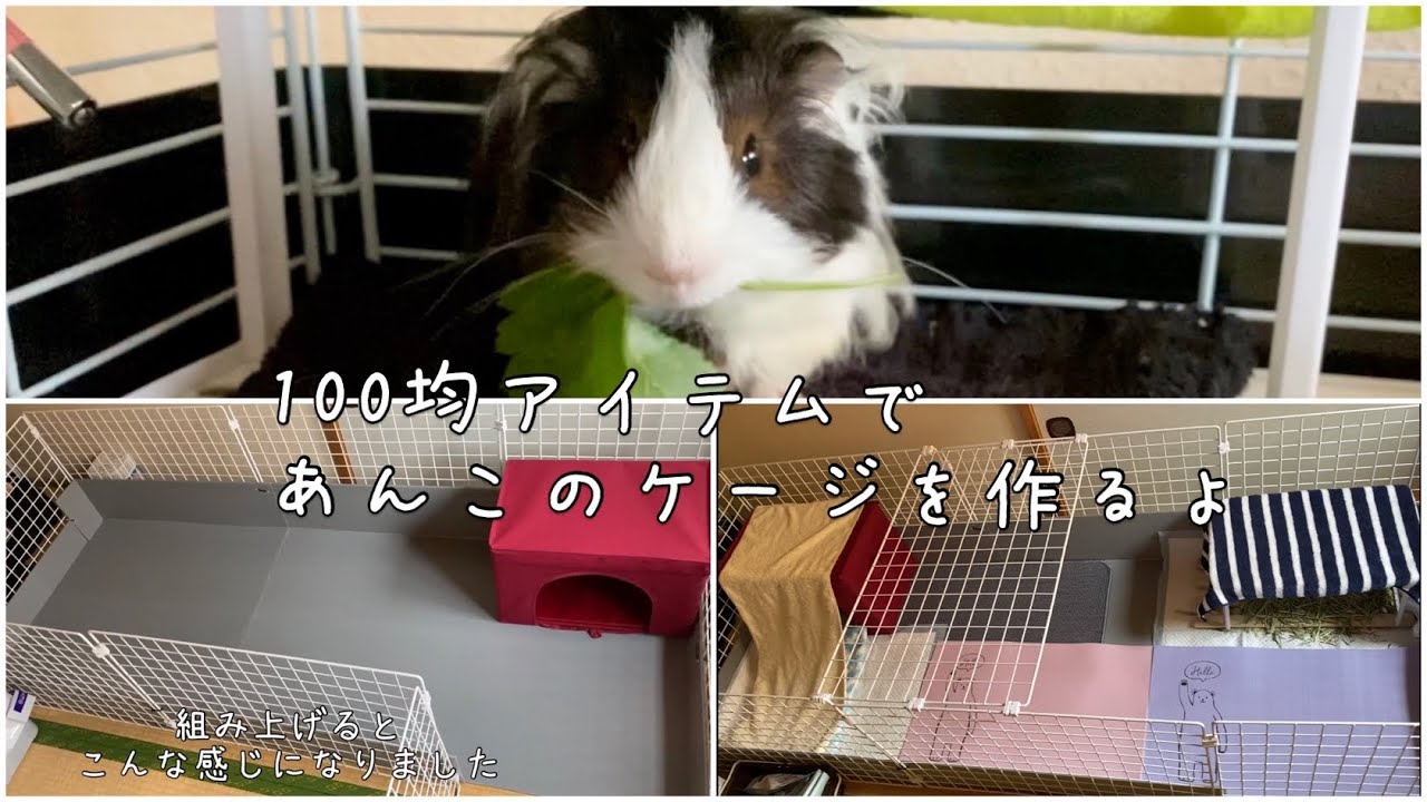 100均アイテムで｢あんこ｣のケージを作る / モルモットのおもち＆あんこ