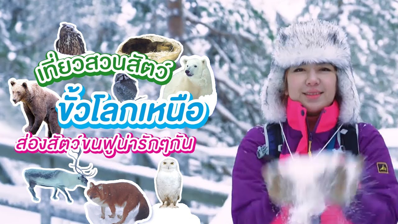 เที่ยวสวนสัตว์ขั้วโลกเหนือ ส่องสัตว์ขนฟูน่ารักๆกัน I กู๊ดเดย์ ฟินแลนด์ EP9 I Ranua Arctic Zoo